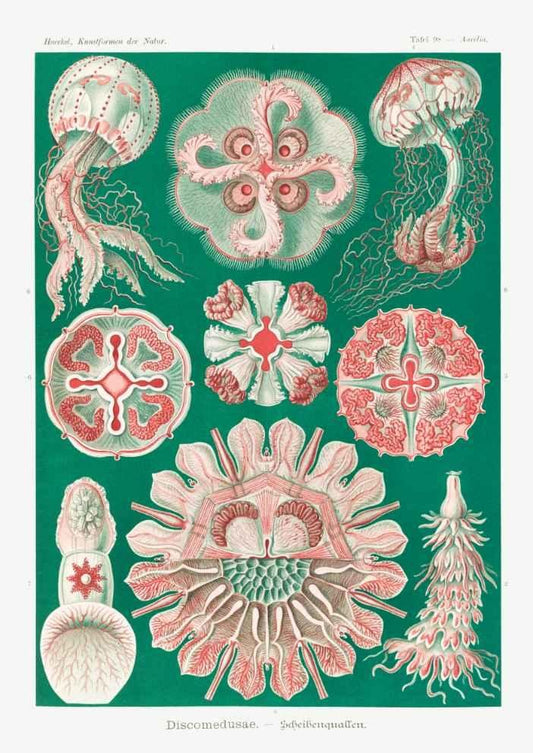 Jellyfish Vintage Art Print-Skudaboo