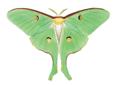 Luna Moth Vintage Art Print-Skudaboo