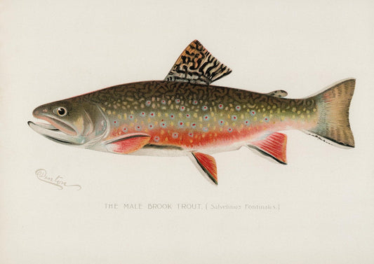 Male Brook Trout Vintage Art Print-Skudaboo