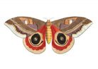 Moth Vintage Art Print-Skudaboo