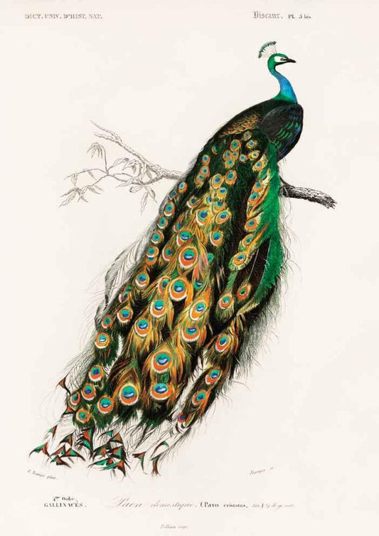 Peacock Vintage Art Print-Skudaboo