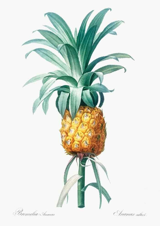 Pineapple Illustration Vintage Art Print-Skudaboo