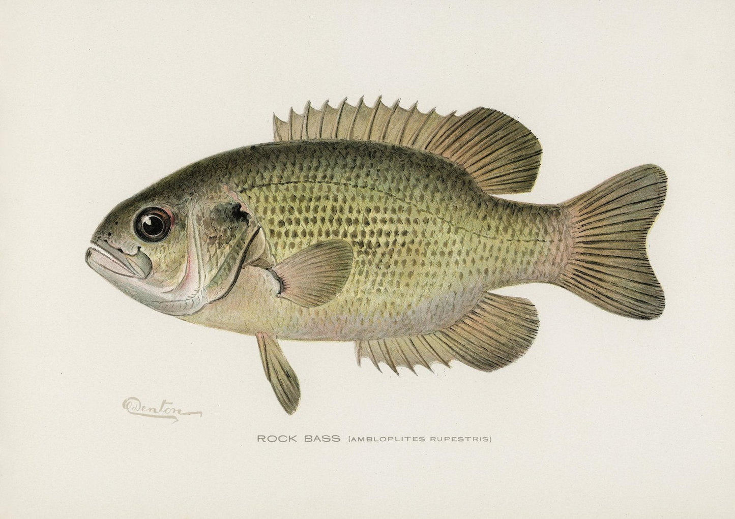 Rock Bass Vintage Art Print-Skudaboo