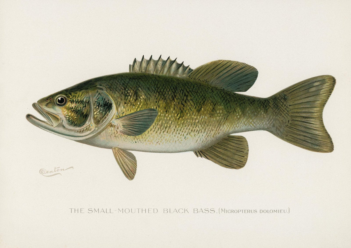 Small-Mouthed Black Bass Vintage Art Print-Skudaboo