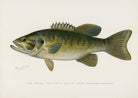 Small-Mouthed Black Bass Vintage Art Print-Skudaboo