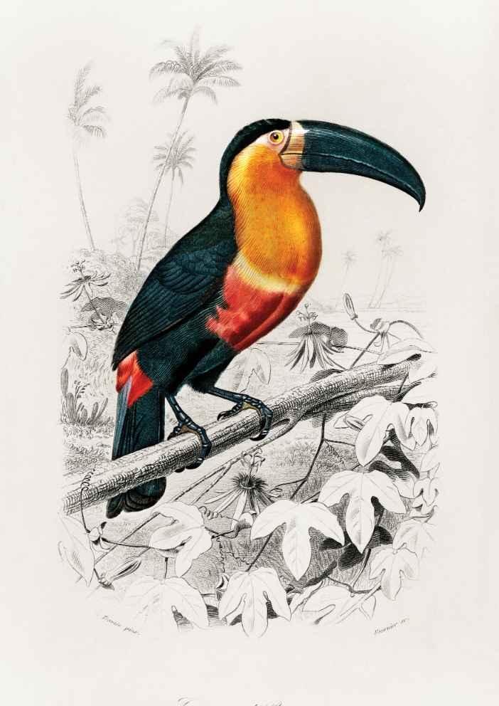 Toucan Vintage Art Print-Skudaboo