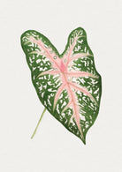 Vintage Caladium Leaf Art Print-Skudaboo