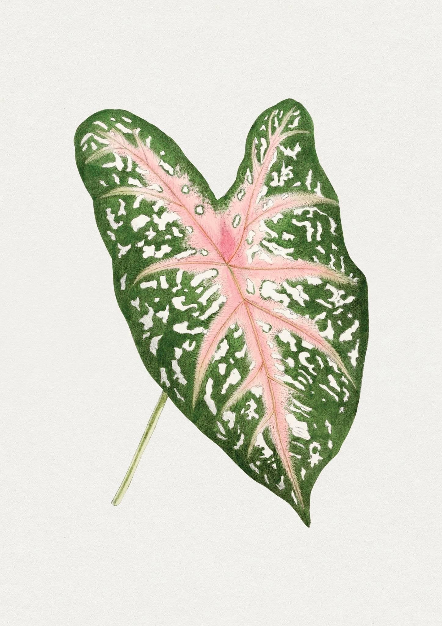 Vintage Caladium Leaf Art Print-Skudaboo