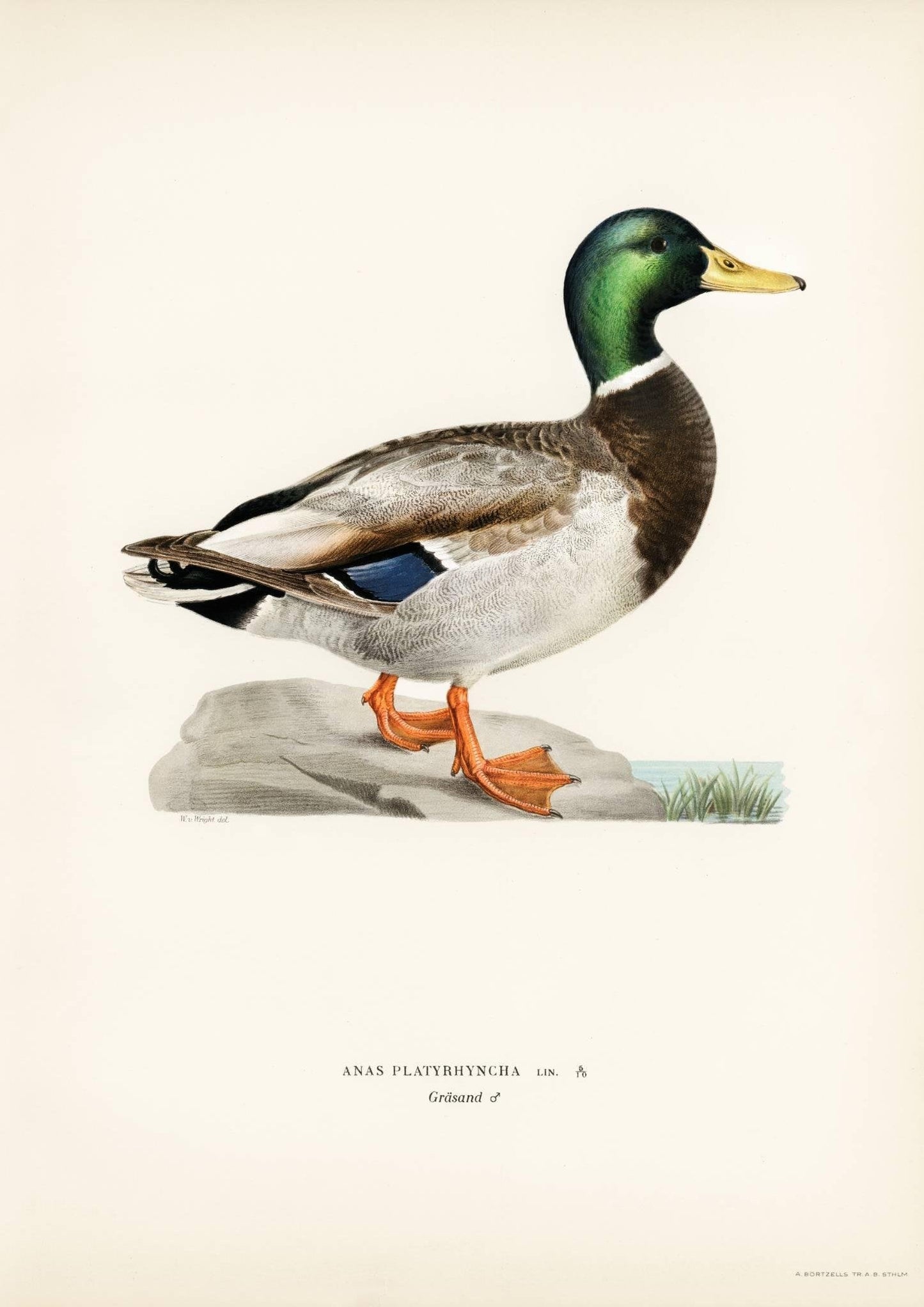 Vintage Duck Art Print-Skudaboo