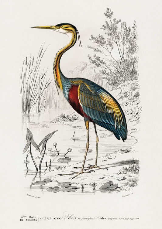 Vintage Heron Art Print-Skudaboo