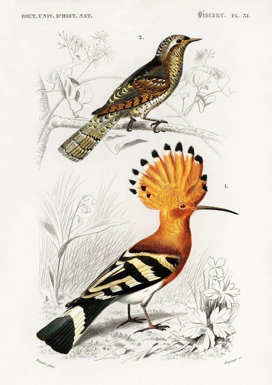 Vintage Hoopoe Art Print-Skudaboo