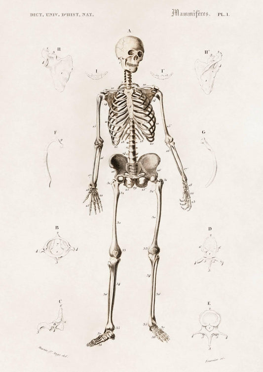 Vintage Human Skeleton Art Print-Skudaboo