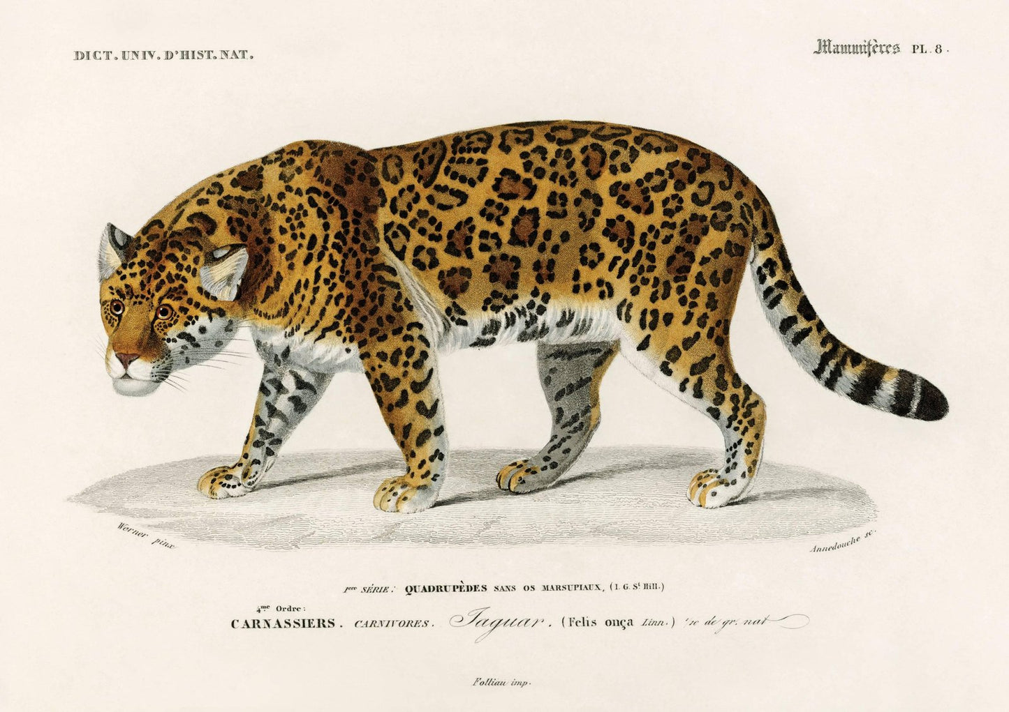 Vintage Jaguar Art Print-Skudaboo