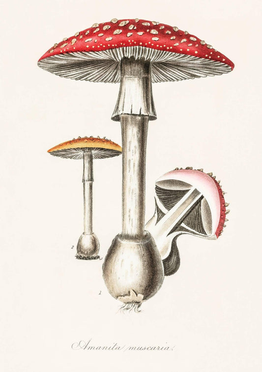 Vintage Mushroom Art Print-Skudaboo