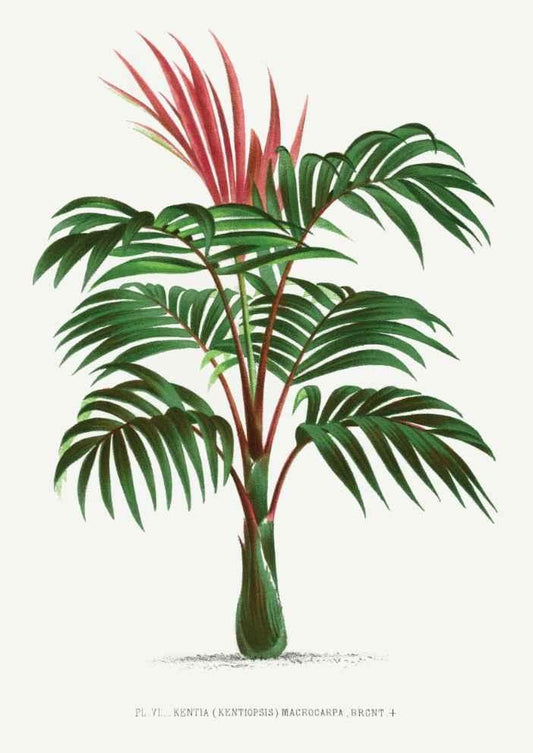 Vintage Palm Tree Illustration Art Print-Skudaboo