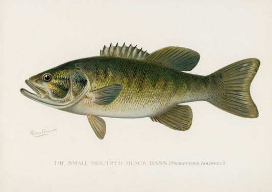 a drawing of a small mouthed black bass